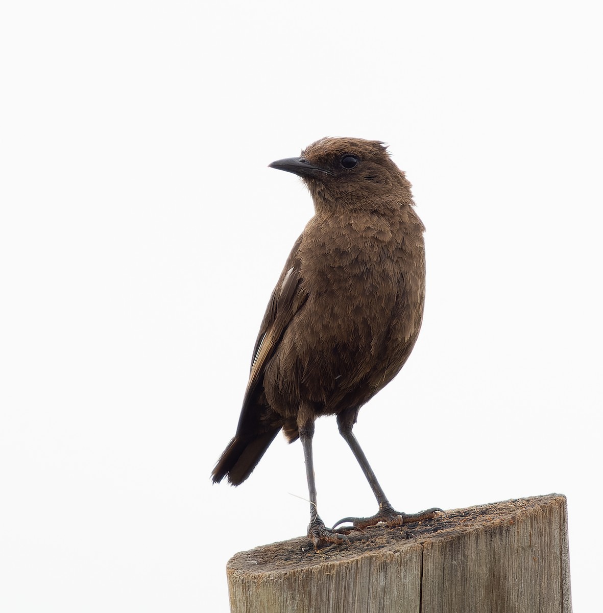 Southern Anteater-Chat - ML518196081