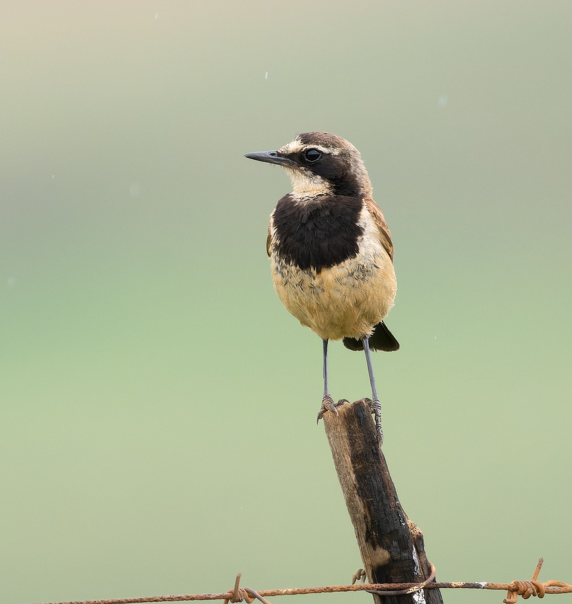 Capped Wheatear - ML518196211