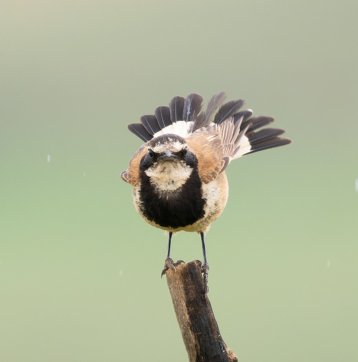 Capped Wheatear - ML518196271