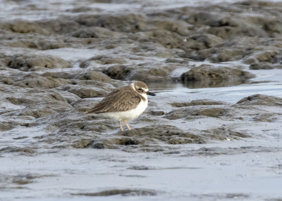 Wilson's Plover - ML518199701