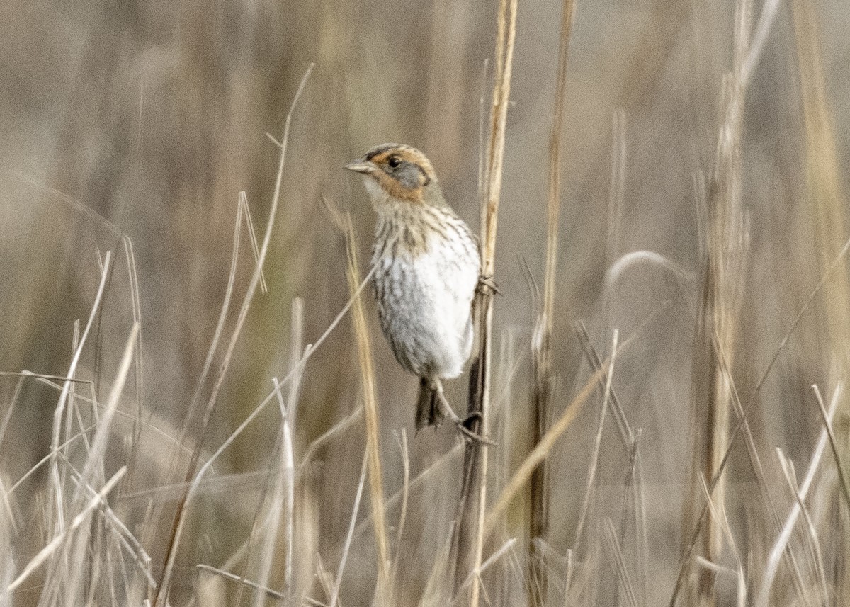 Saltmarsh Sparrow - Steve Holzman