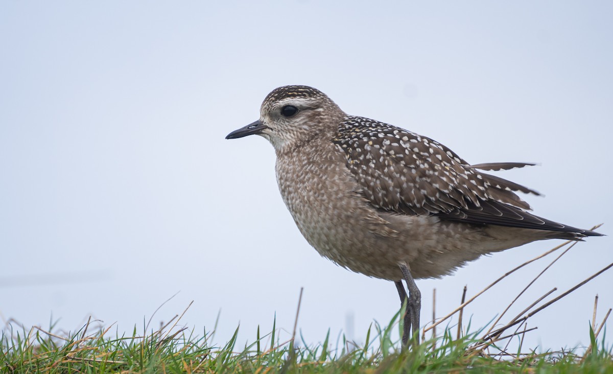 American Golden-Plover - ML518200871