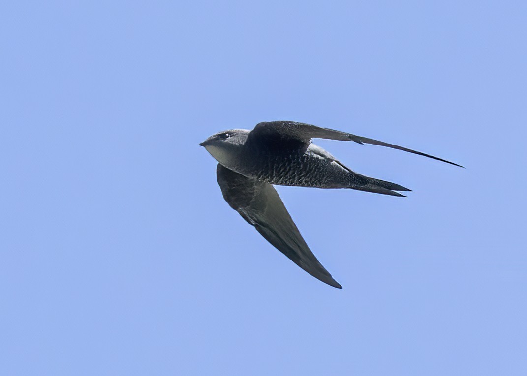 Mottled Swift - ML518201021