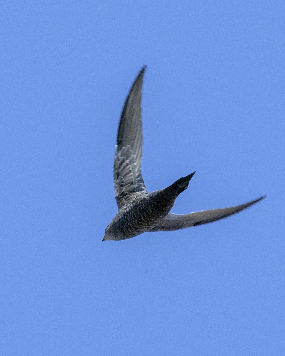 Mottled Swift - ML518201071