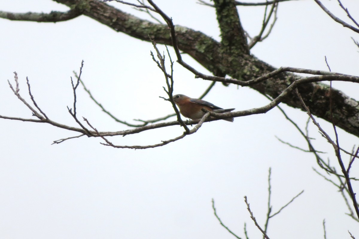 Eastern Bluebird - ML518201561