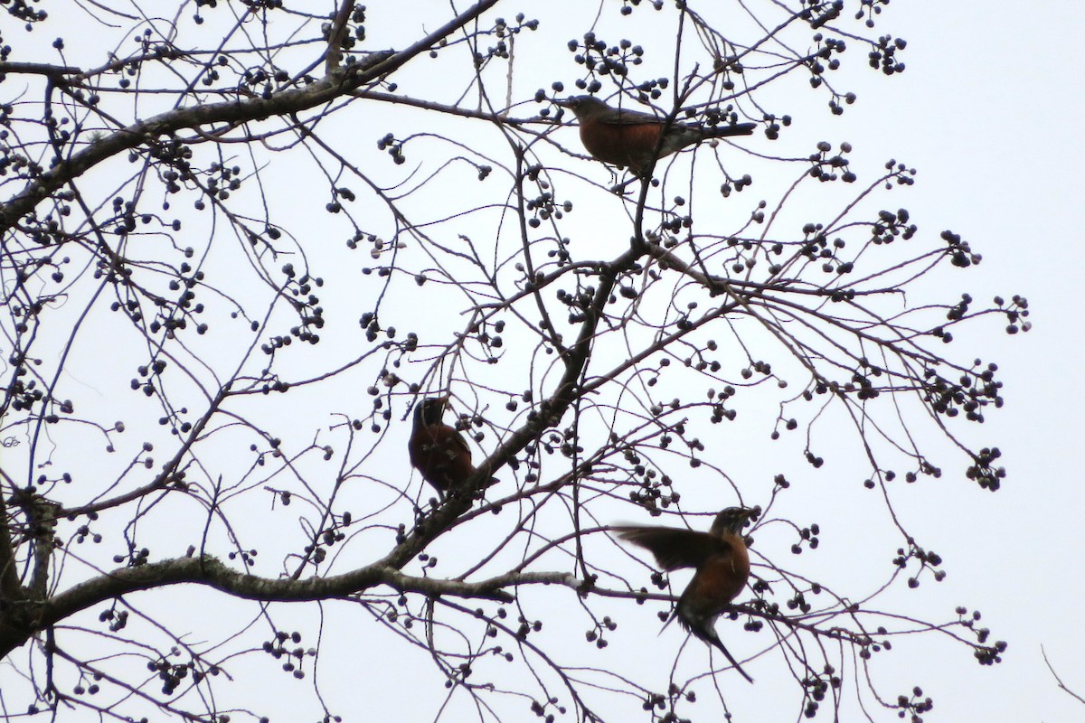 American Robin - ML518201661