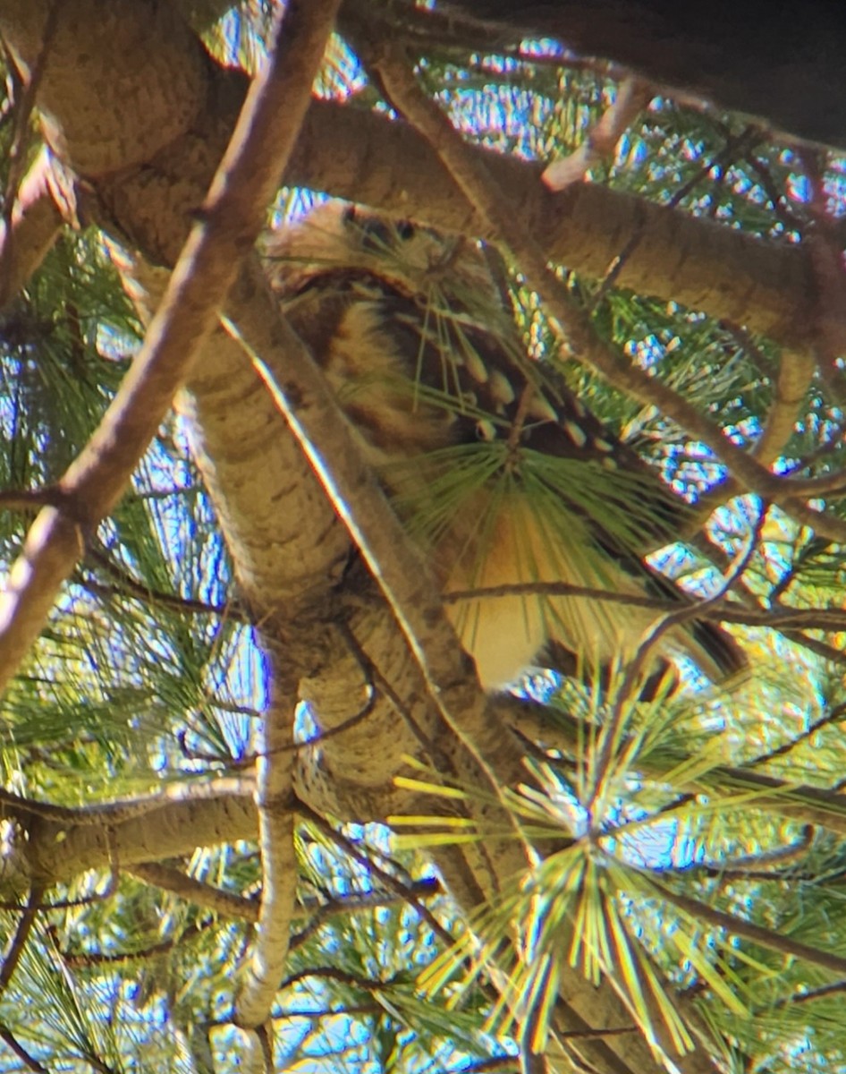 Northern Saw-whet Owl - ML518201841