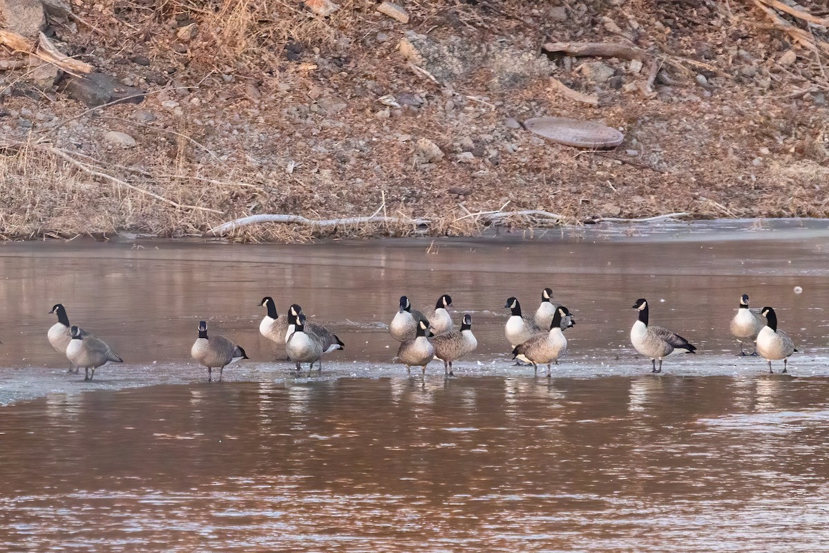Canada Goose - Marc Boisvert