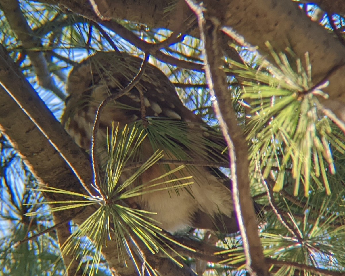 Northern Saw-whet Owl - ML518202591