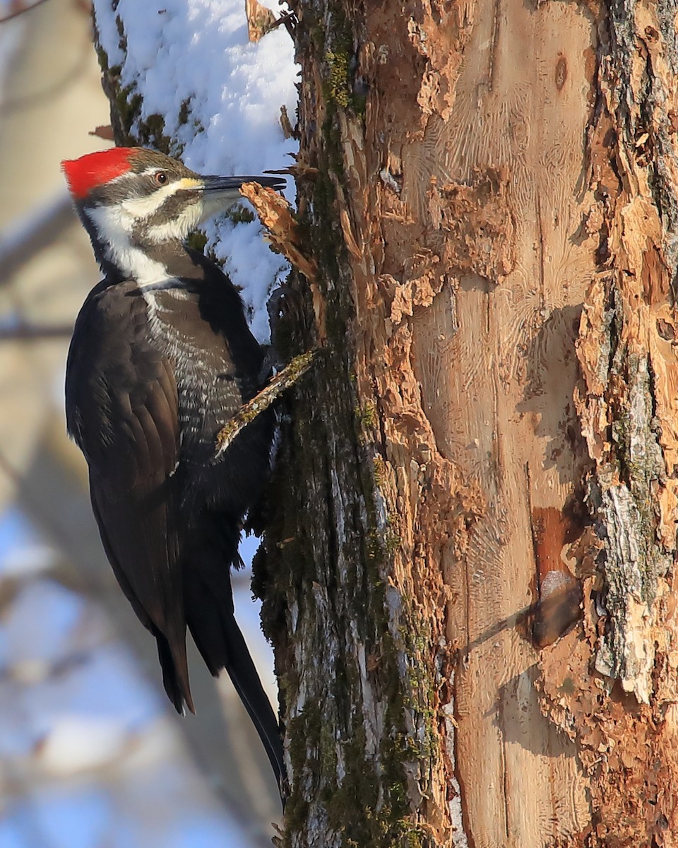 Pileated Woodpecker - ML518206221