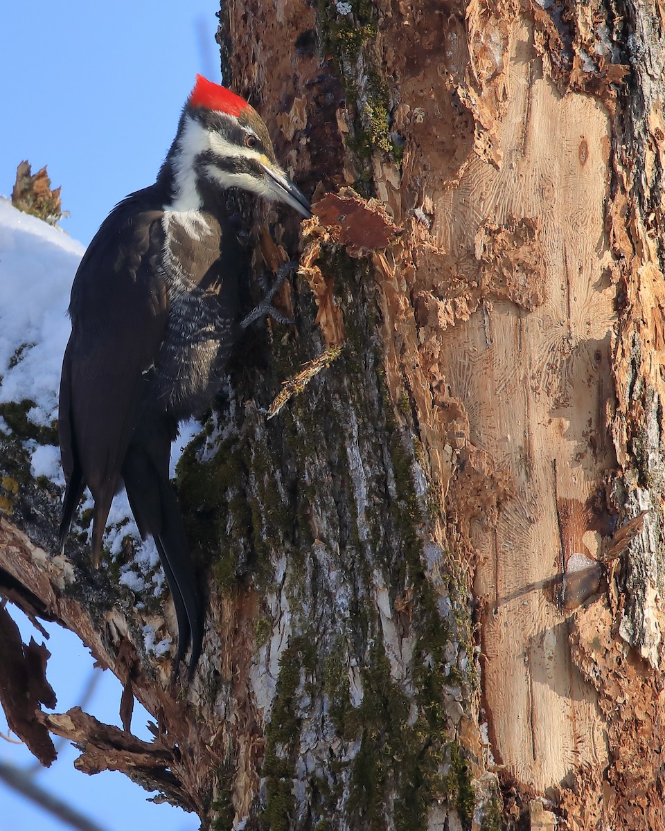 Pileated Woodpecker - ML518206231