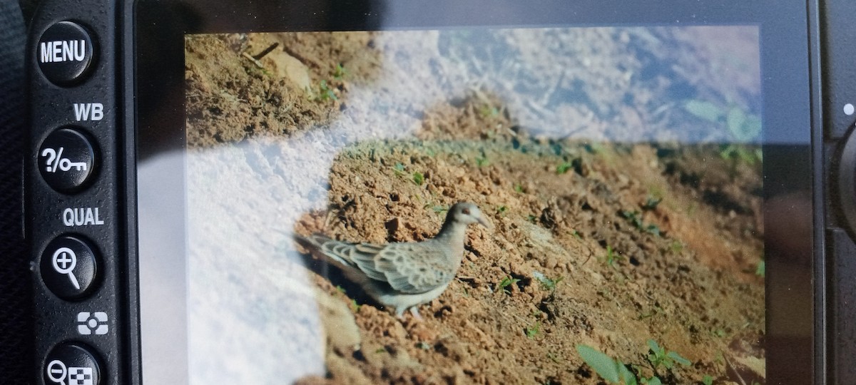 hrdlička východní - ML518206321