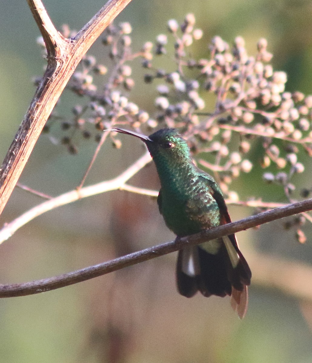 Stripe-tailed Hummingbird - Jorge Montejo