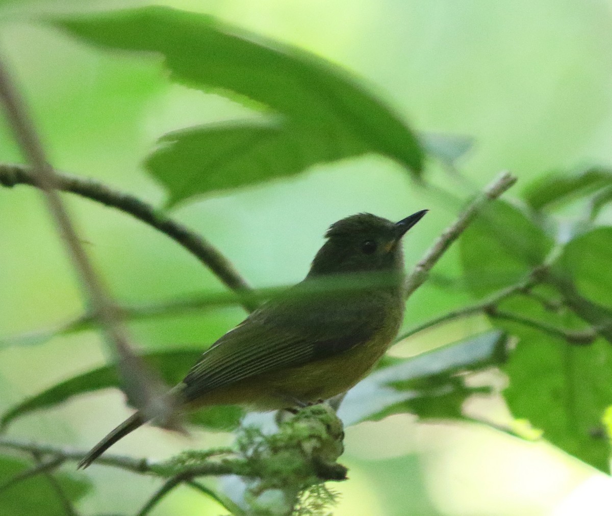 Ochre-bellied Flycatcher - ML518206691