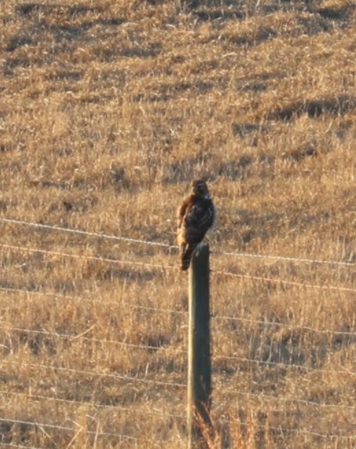 Northern Harrier - ML518207111