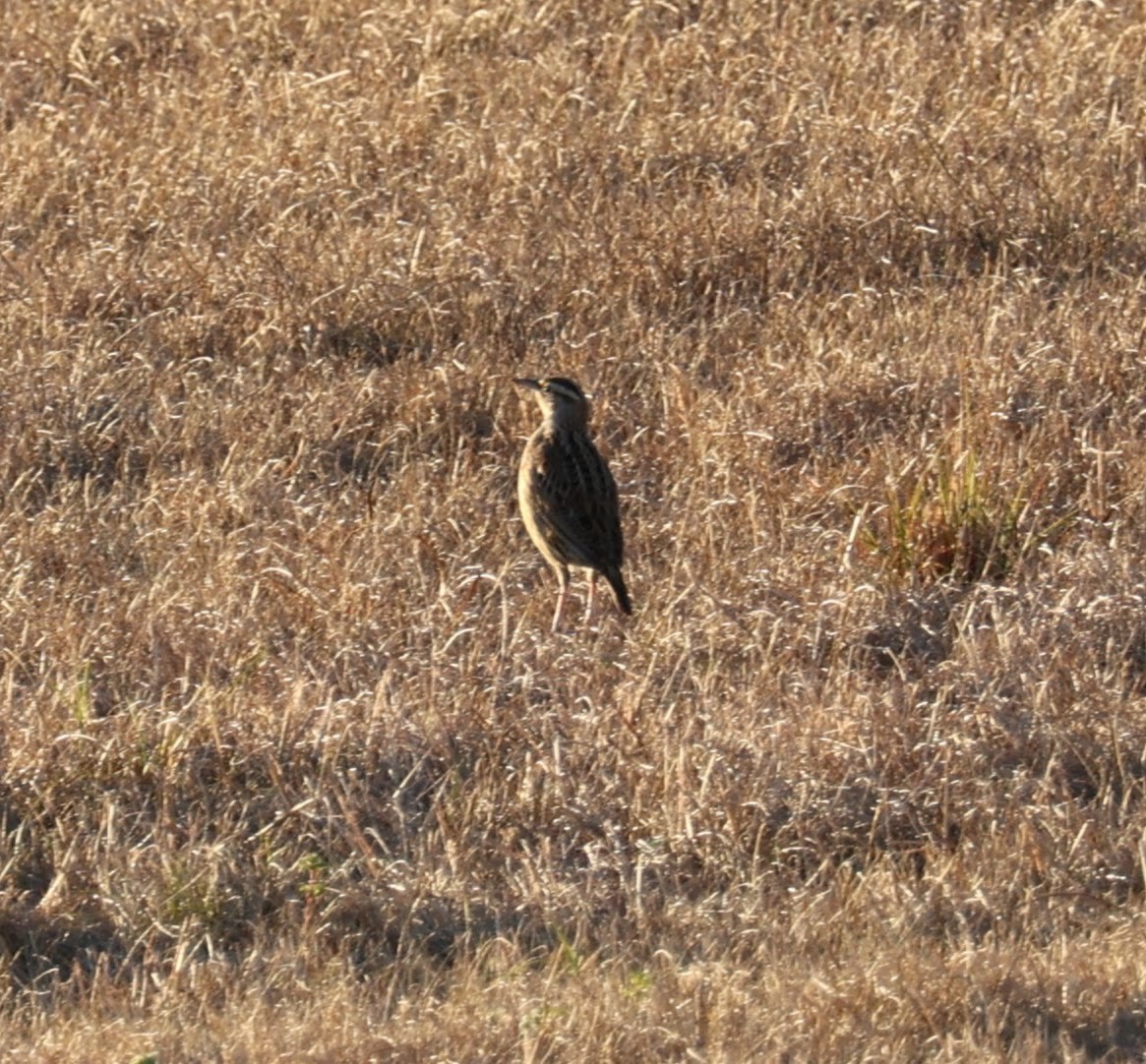 Eastern Meadowlark - ML518207131