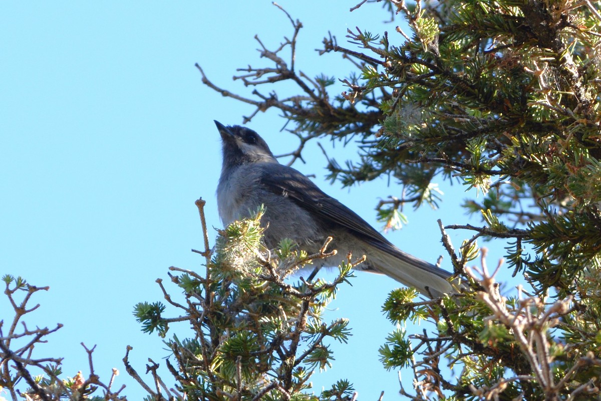 Canada Jay (Rocky Mts.) - ML518207281