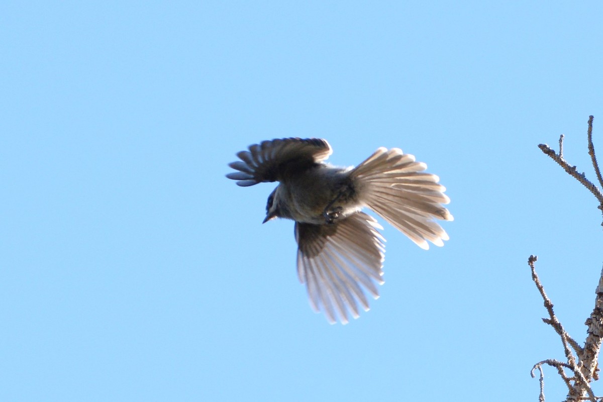 Canada Jay (Rocky Mts.) - ML518207291