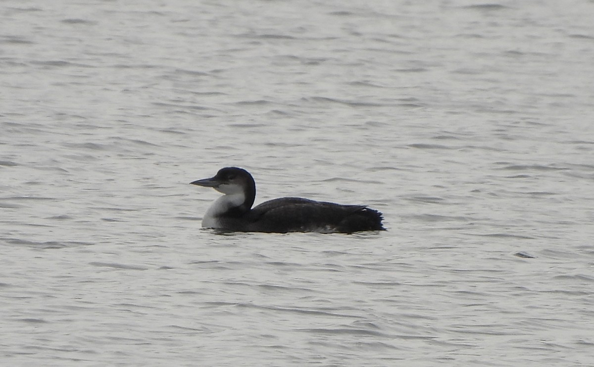 Common Loon - ML518207601