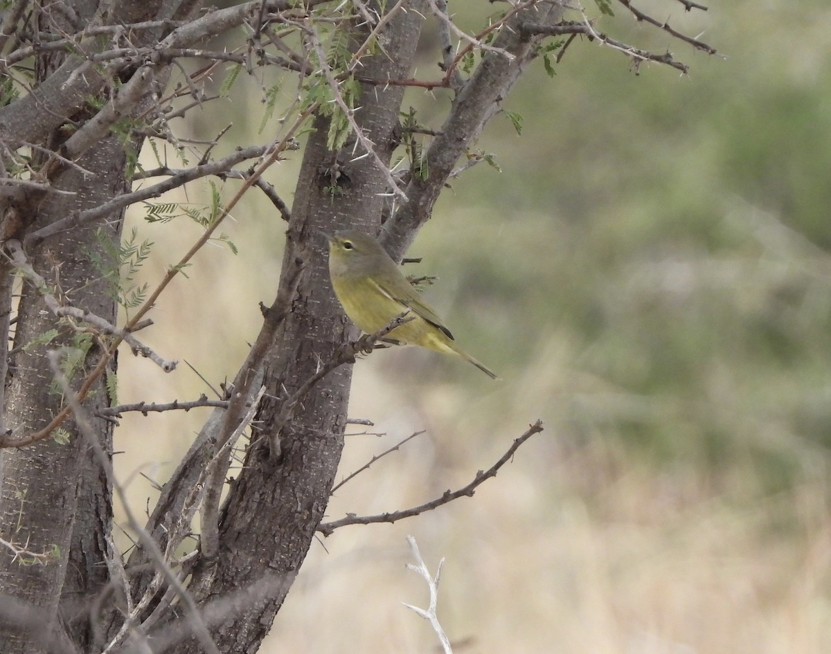 Orange-crowned Warbler - ML518207671