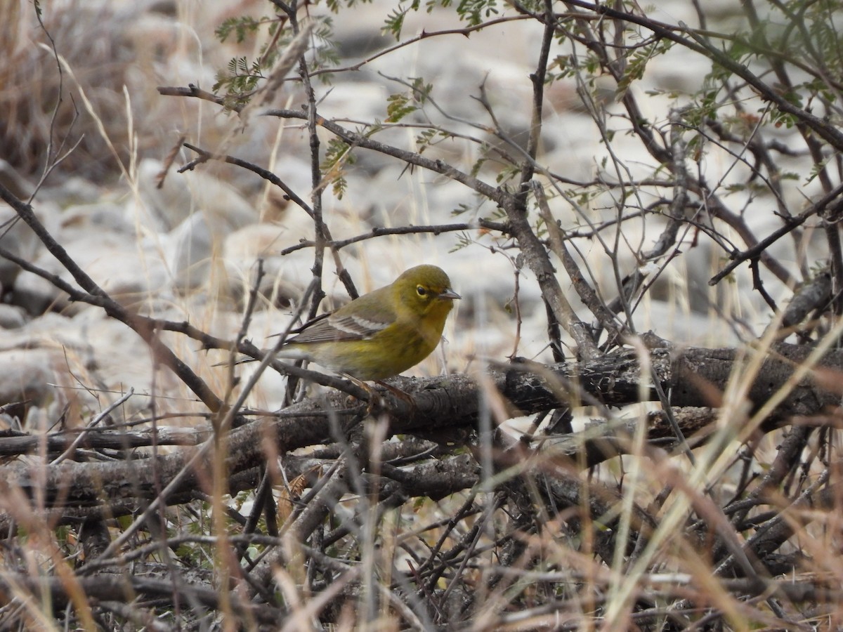 Pine Warbler - ML518207701