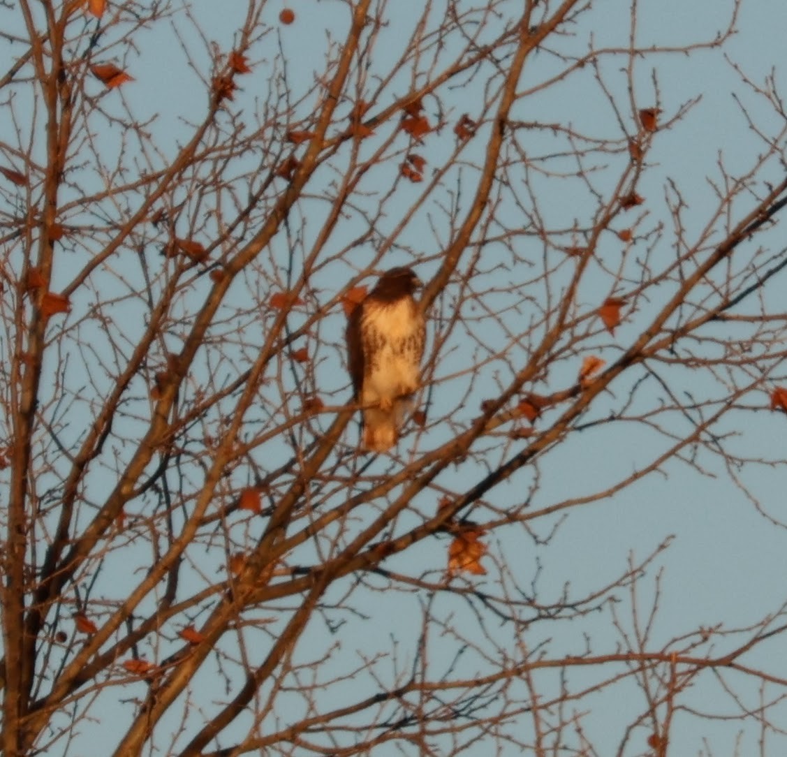 Red-tailed Hawk - ML518207751