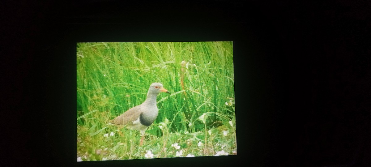 čejka šedohlavá - ML518207771