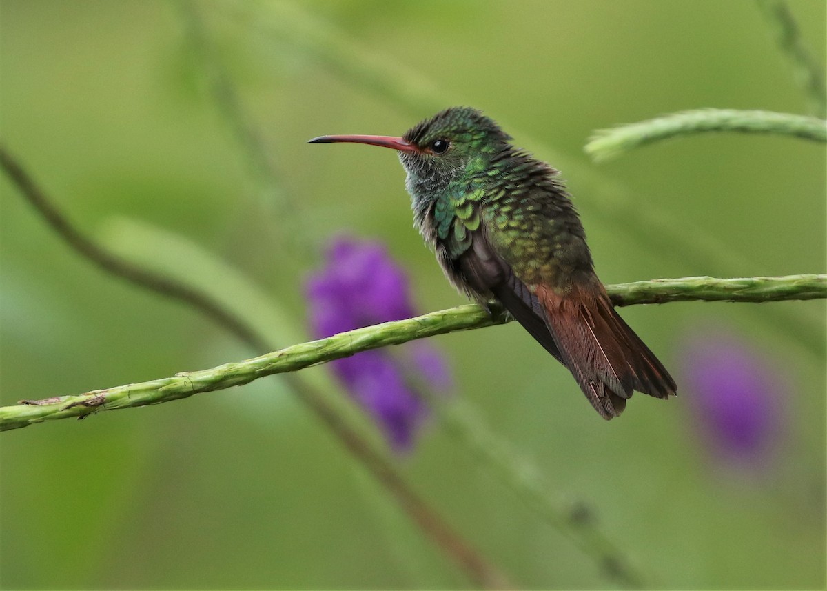 Rufous-tailed Hummingbird - Dean LaTray