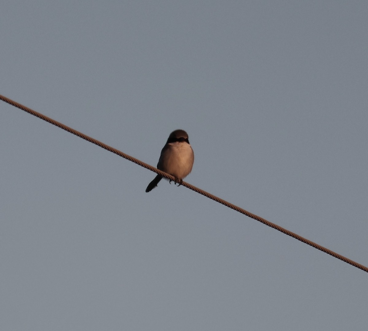 Loggerhead Shrike - ML518207801