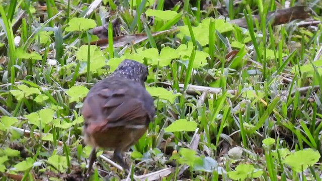 Scaled Antpitta - ML518208081