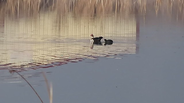 Muscovy Duck (Domestic type) - ML518208531