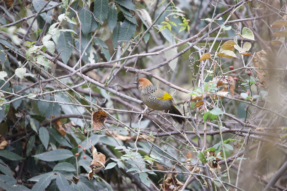 Garrulaxe à tête rousse - ML518208561