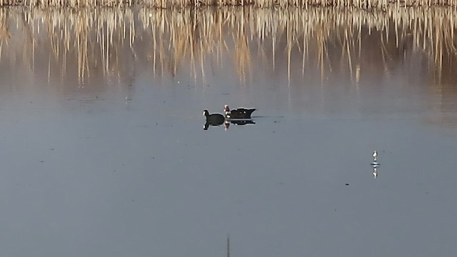 Muscovy Duck (Domestic type) - ML518208571