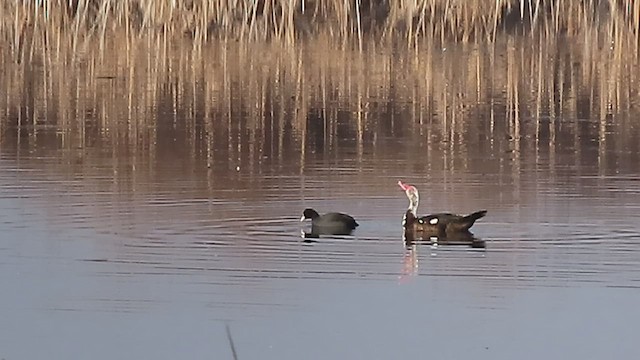 Muscovy Duck (Domestic type) - ML518208581