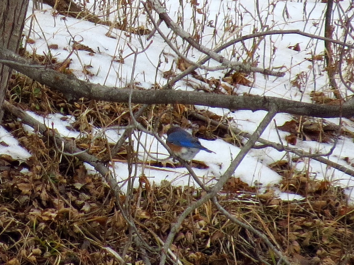 Eastern Bluebird - ML518209001