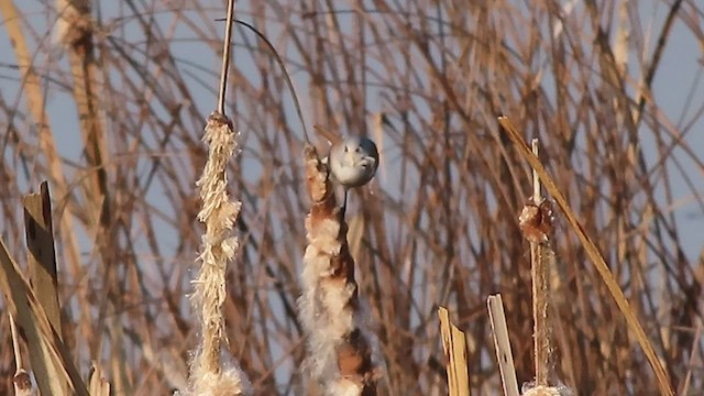 Bearded Reedling - ML518209091