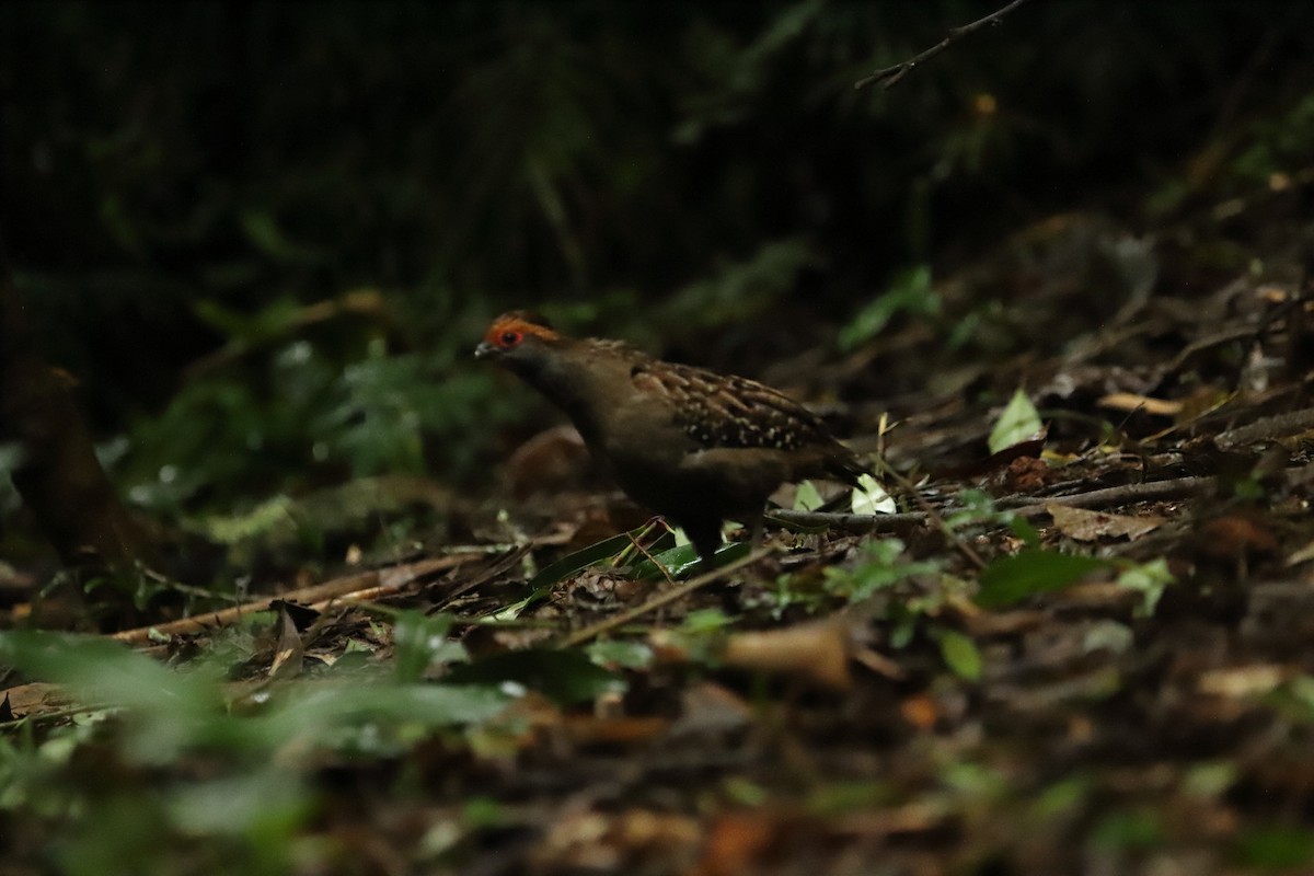 Spot-winged Wood-Quail - ML518209141