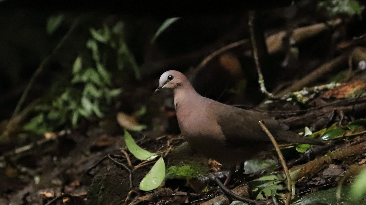 Gray-fronted Dove - ML518209611