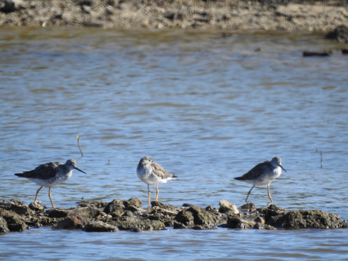 Greater Yellowlegs - Linda J. Barry