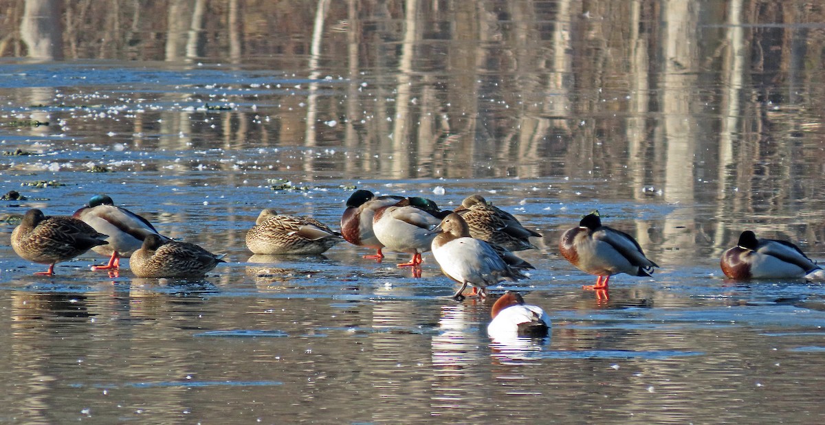 Canvasback - ML518212141