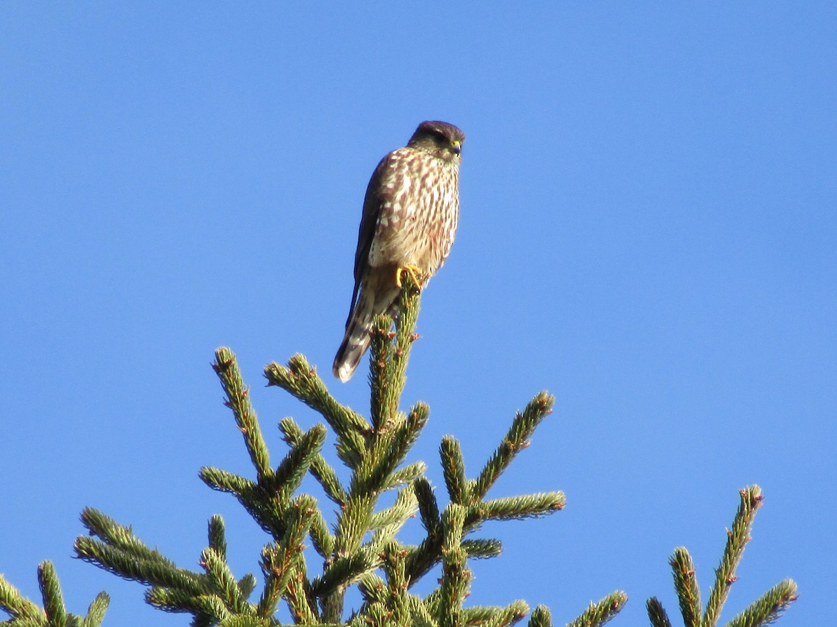 Merlin - ML518212261