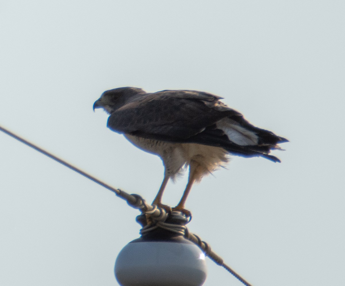 White-tailed Hawk - ML518212361