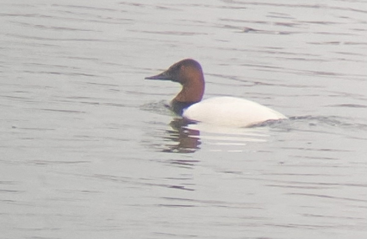 Canvasback - ML518213141