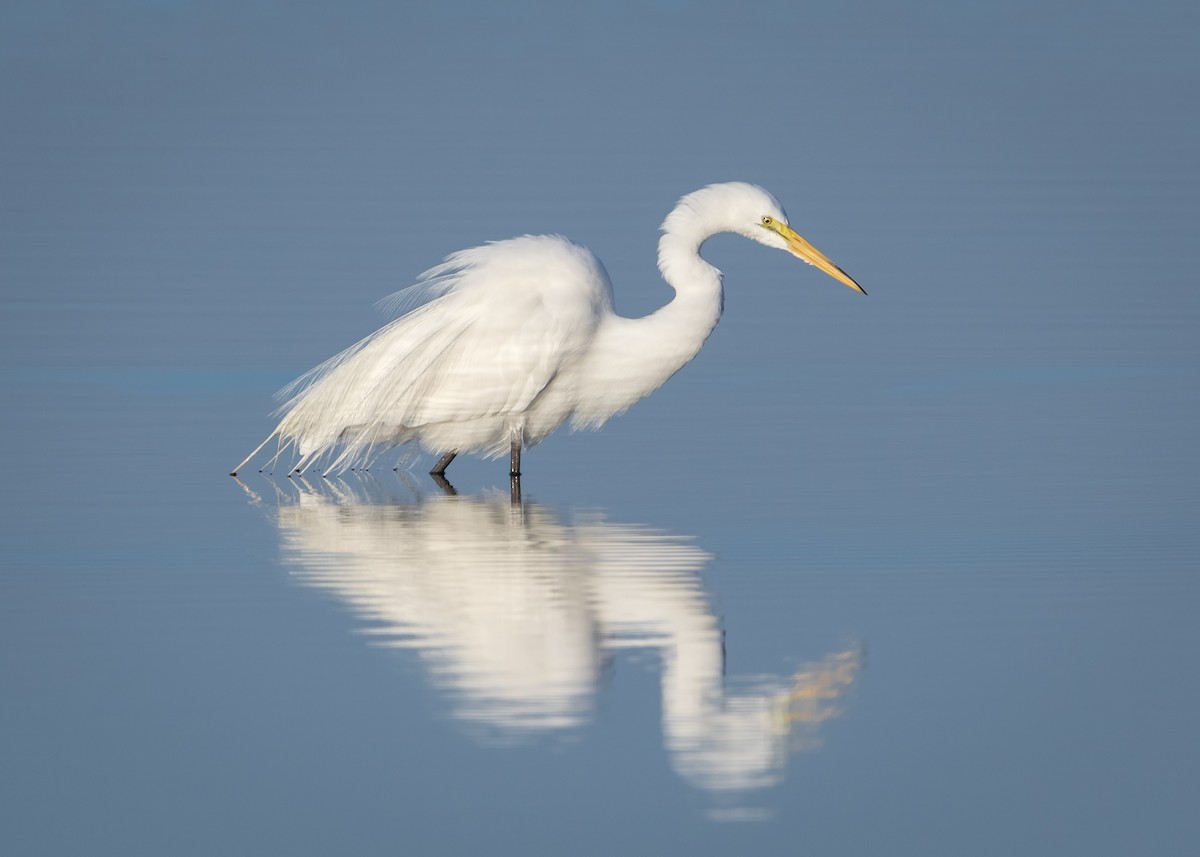 Great Egret - Jim Hoover