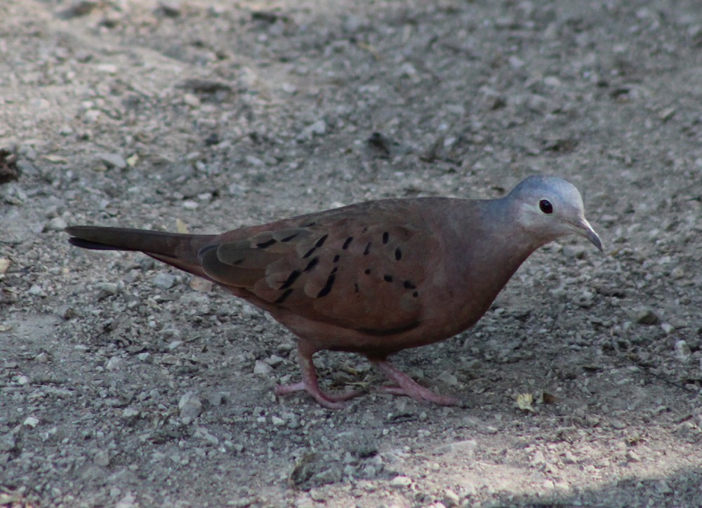 Ruddy Ground Dove - ML51821491