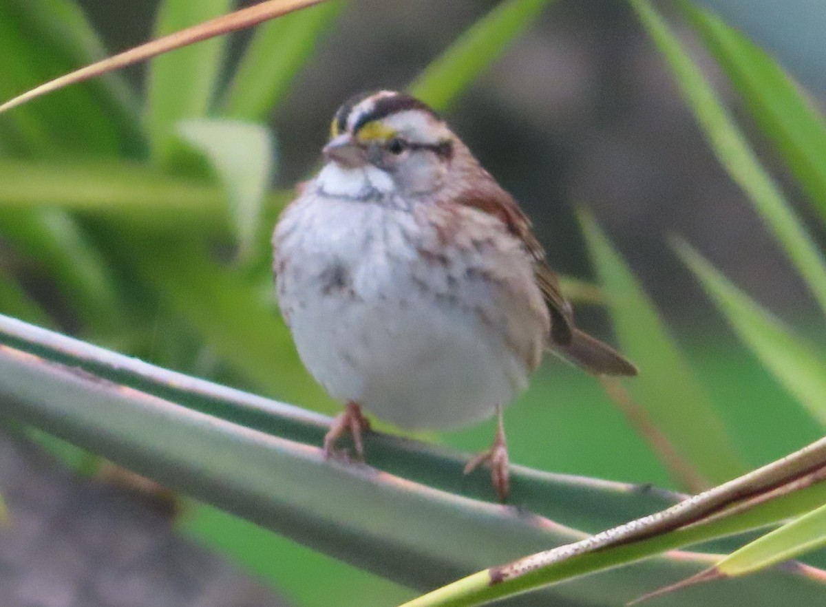 White-throated Sparrow - ML518215261