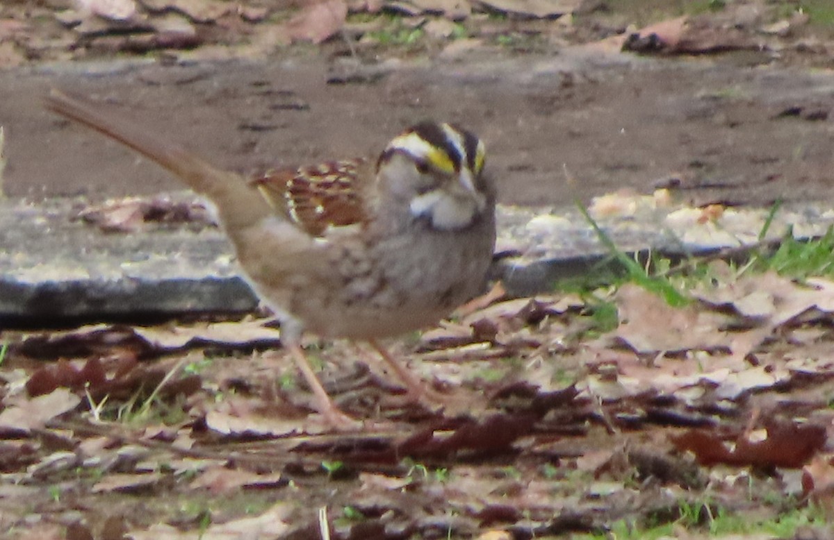 White-throated Sparrow - ML518215391