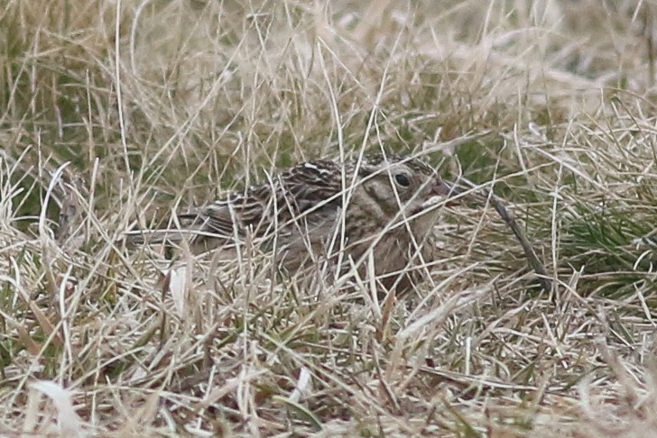 Smith's Longspur - Thomas Ford-Hutchinson