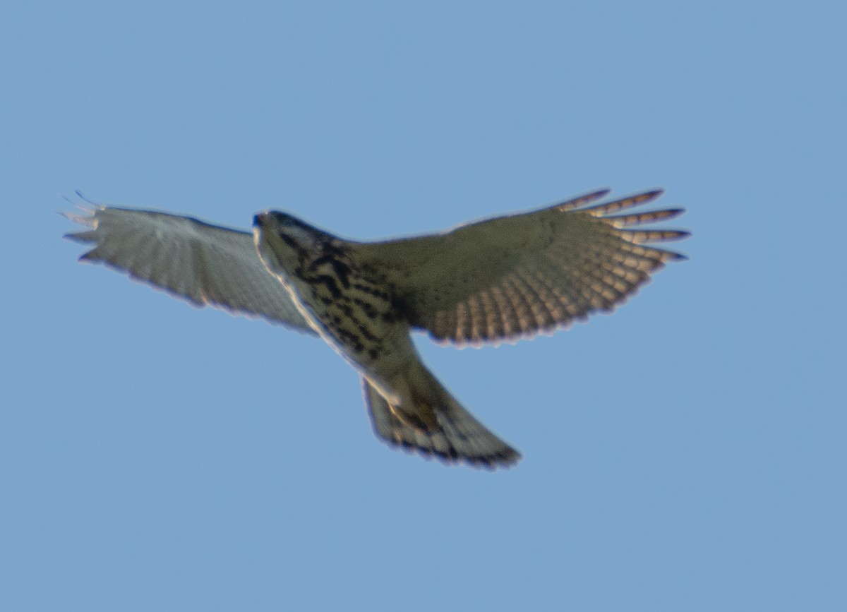 hawk sp. - ML518216631