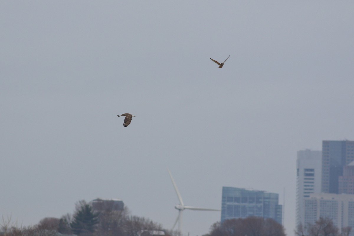 Short-eared Owl - ML51821831